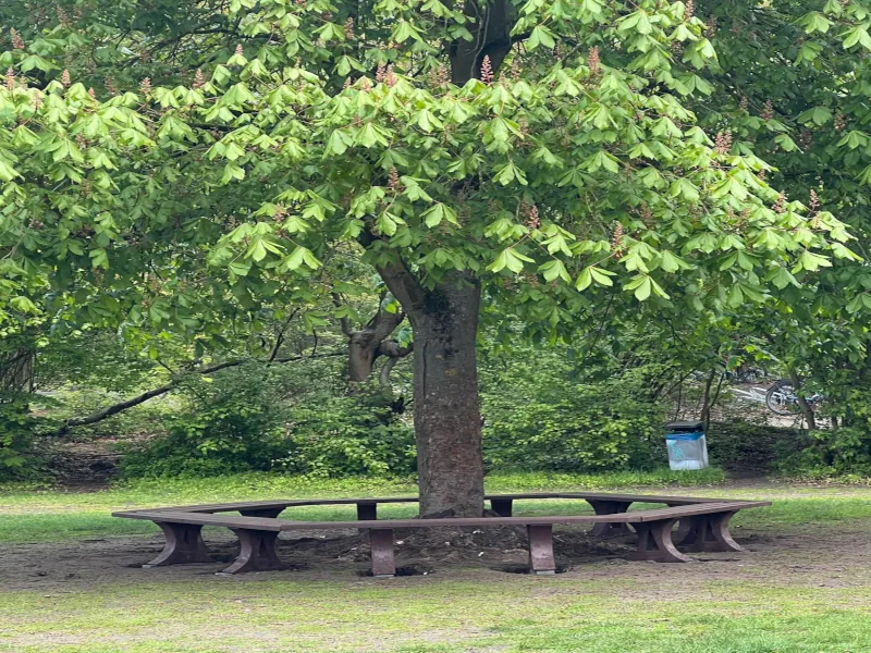 Rundsitzbank Westflügel / Förderverein HG rundsitzbank-an-baum-auf-schulhof-foerderverein-humboldt-gymnasium-gifhorn